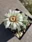 Preview: Gymnocalycium vatteri